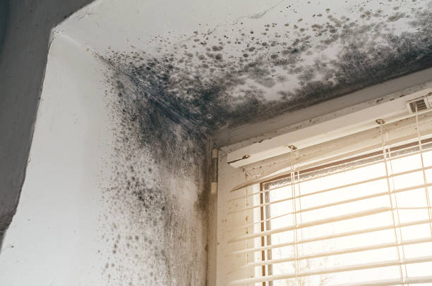 Affordable Mold Remediation solutions in North Lynnwood, WA